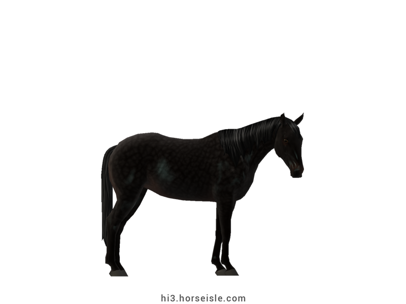 Australian Stock Horse Ebony Black Coat
